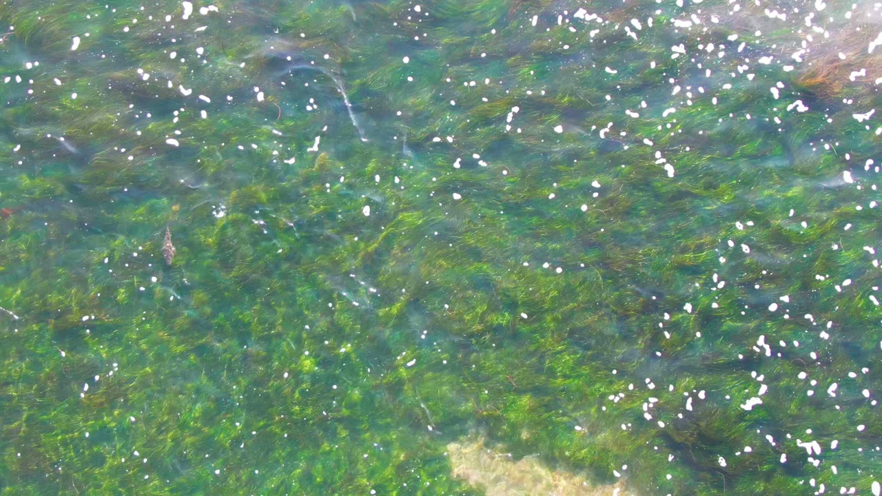 Green underwater plants beneath rippled clear water with bright white specks.