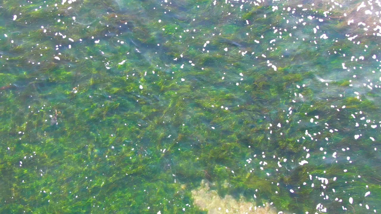 Top-down La Bocana water detail with dense green submerged vegetation, blue-green surface color, scattered white reflections, and no visible people.