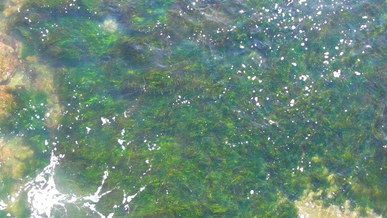 Clear shallow water in La Bocana, Baja California Sur shows green seaweed, pale submerged rocks, and bright surface reflections, with no visible people.
