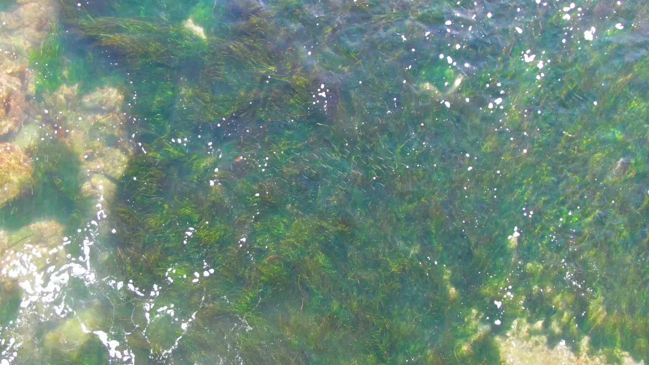 Green underwater plants spread across the clear coastal water in La Bocana, with scattered bright reflections and pale stones visible below, with no visible people.