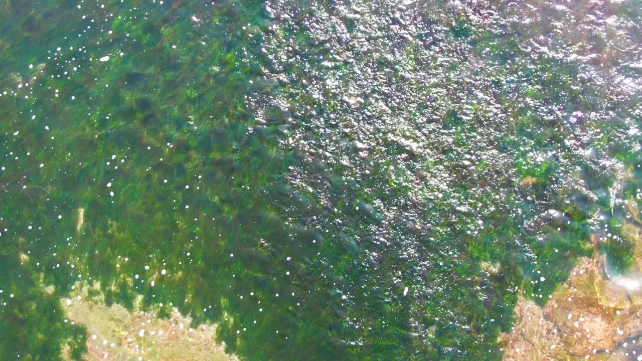 Clear overhead coastal water reveals dense green algae, a tan submerged rock patch, and glittering reflections in La Bocana, with no visible people.
