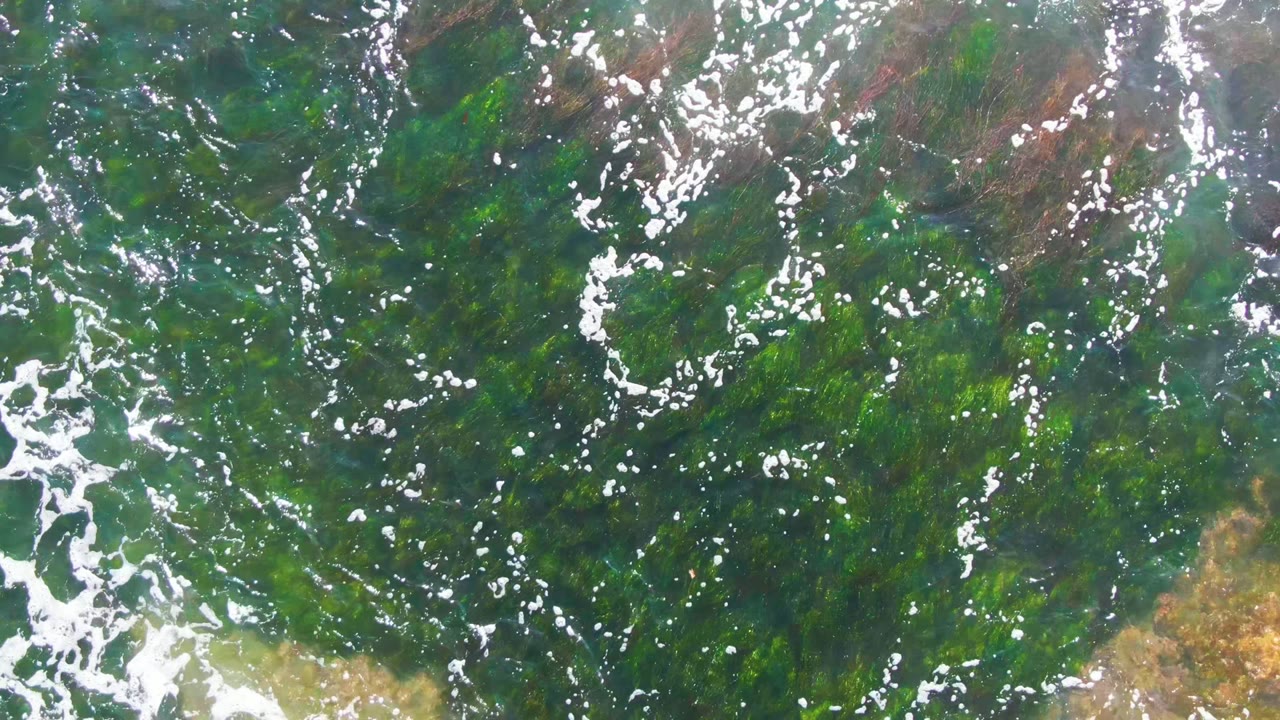 Aerial-looking view of green marine vegetation under shallow water, with white foam streaks crossing the surface and no visible people in La Bocana, Baja California Sur.