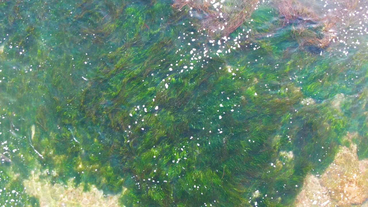 Overhead view of clear green shallow water in La Bocana, Baja California Sur, with submerged seaweed, small bubbles, tan rocks at the lower edge, and no visible people.