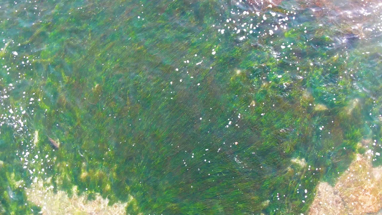 Top-down frame from La Bocana with green seaweed under clear water, tiny fish-like shapes, scattered bubbles, a tan rock patch at the bottom, and no visible people.