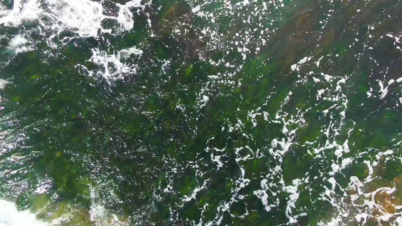 Overhead view of shallow green seaweed under moving white foam in La Bocana, Baja California Sur, with no visible people.