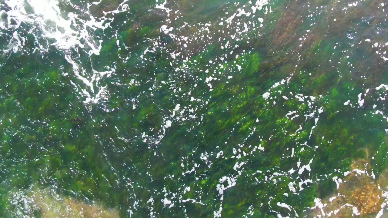 Foam streaks crossing green seaweed in shallow water.