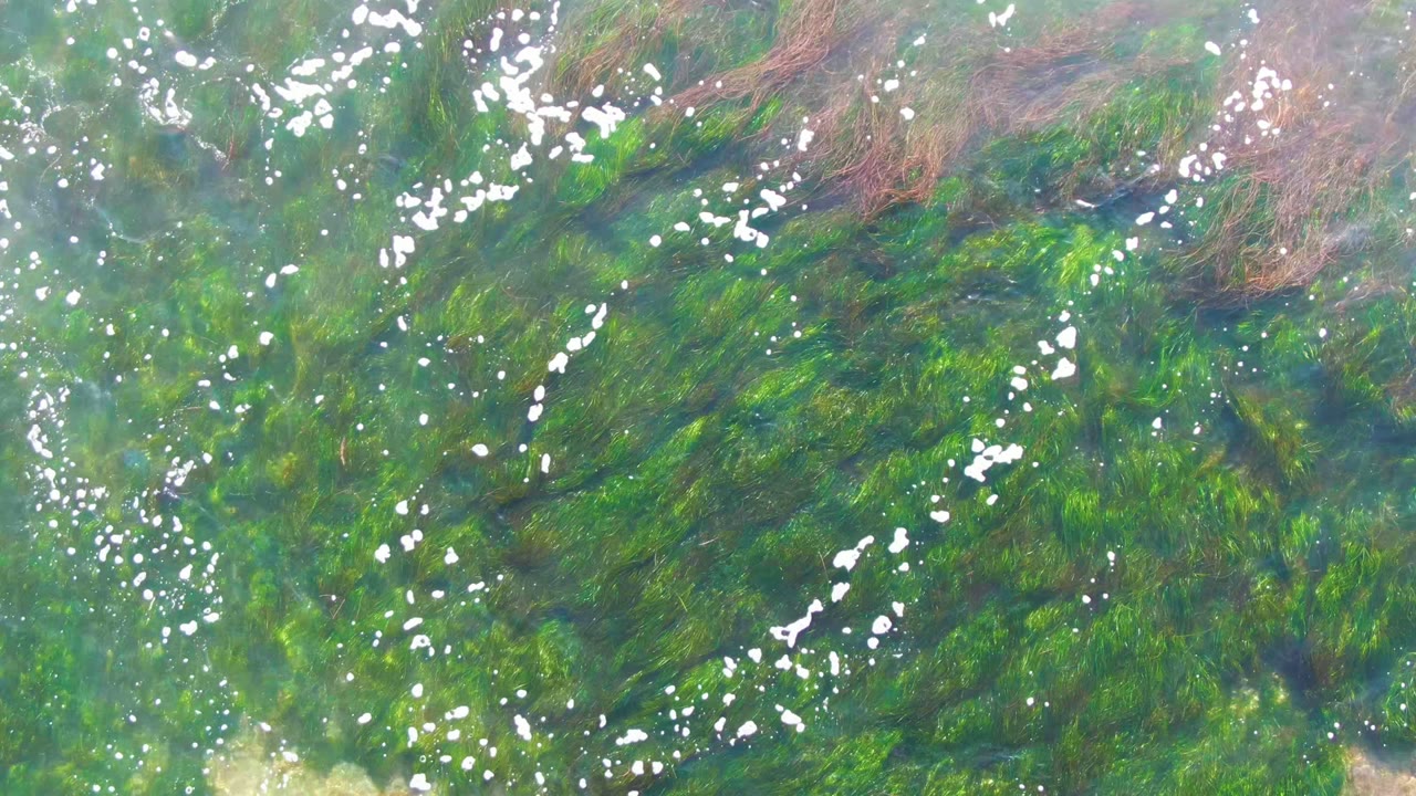 Top-down view of clear shallow water over green seaweed in La Bocana, Baja California Sur, with small white seagulls scattered across the frame and no visible people.