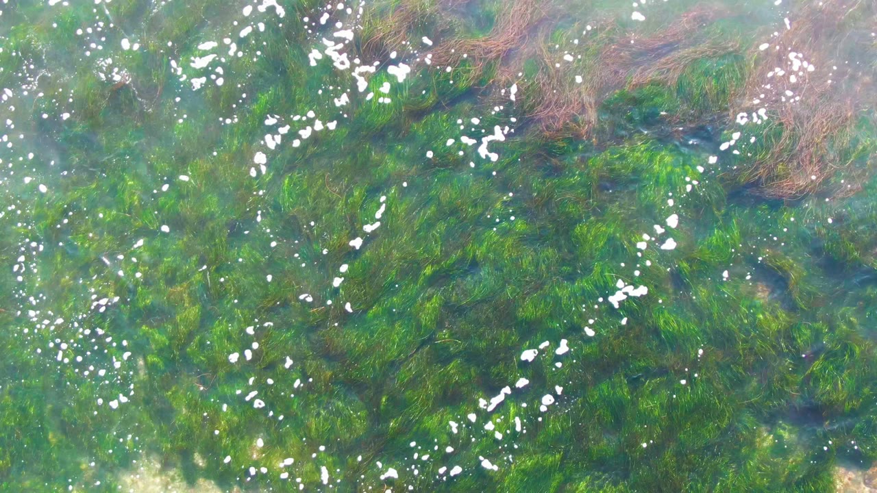Clear green water with seaweed strands and white birds spread across the surface.