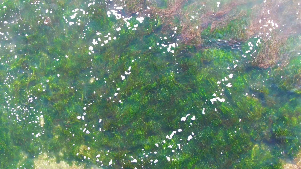 Overhead La Bocana water frame with mottled green seaweed, clear blue-green shallows, bright surface flecks, and small white seagulls crossing the scene, with no visible people.