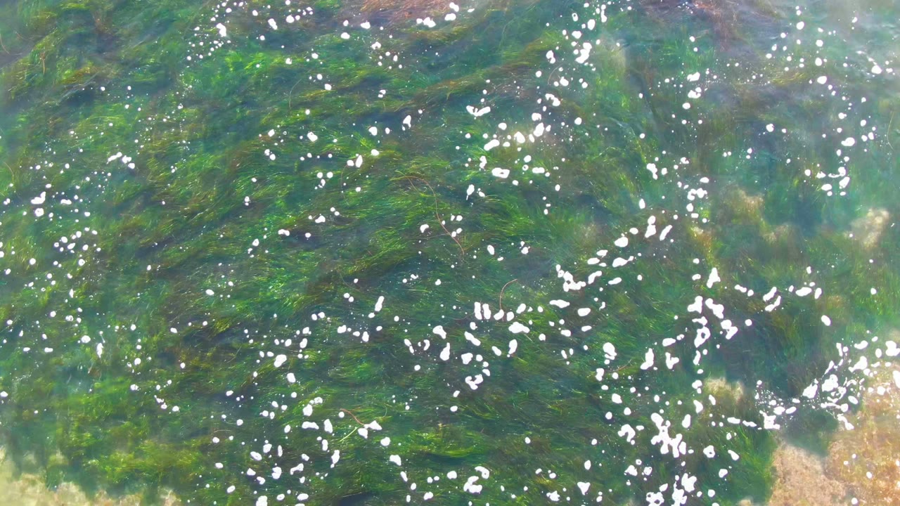 Overhead view of green seaweed beneath clear shallow water in La Bocana, Baja California Sur, with white bubbles across the surface and no visible people.