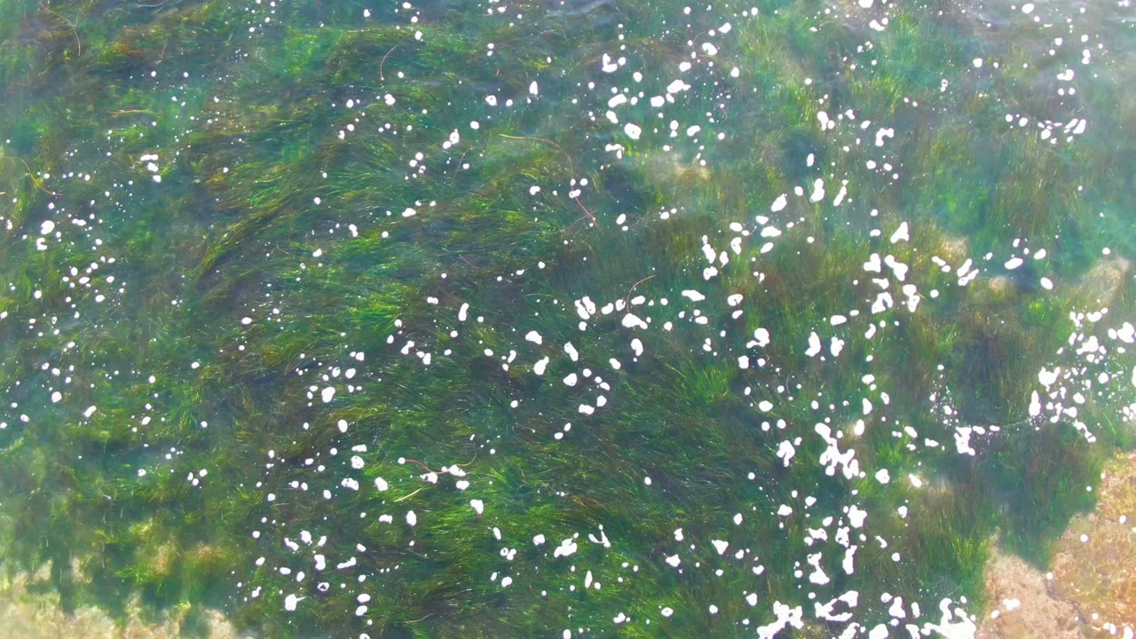 White bubbles cluster over green seaweed in clear shallow water at La Bocana, with bright surface reflections and no visible people.