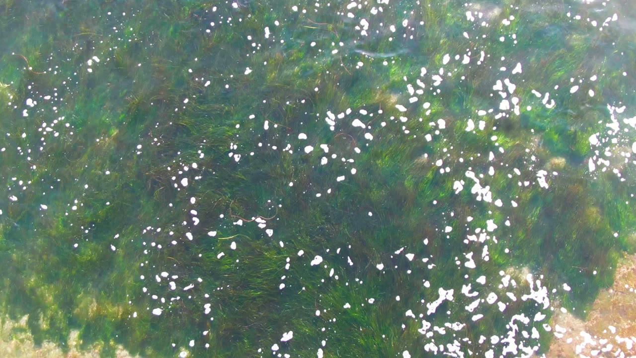 Sunlit white bubbles scatter across an overhead view of green underwater seaweed in La Bocana, with pale sandy areas visible below and no visible people.