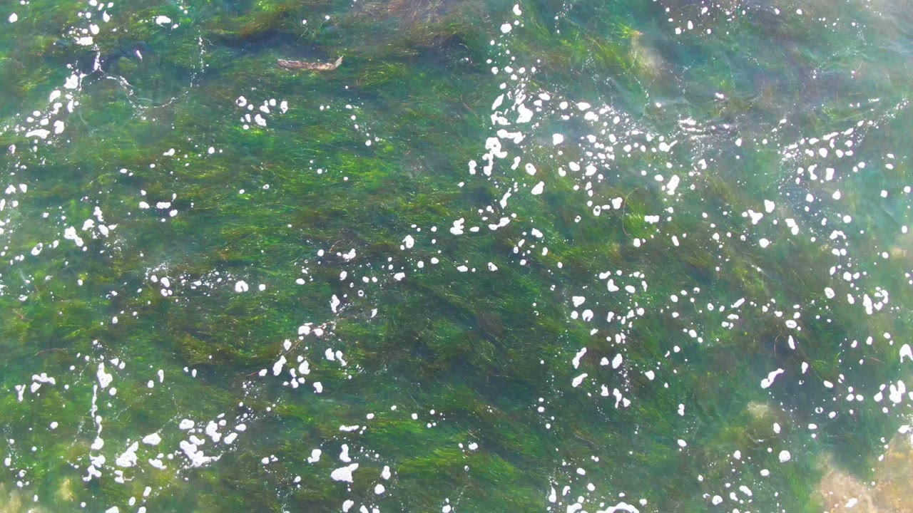 Green-blue water surface with submerged seaweed and foam flecks.