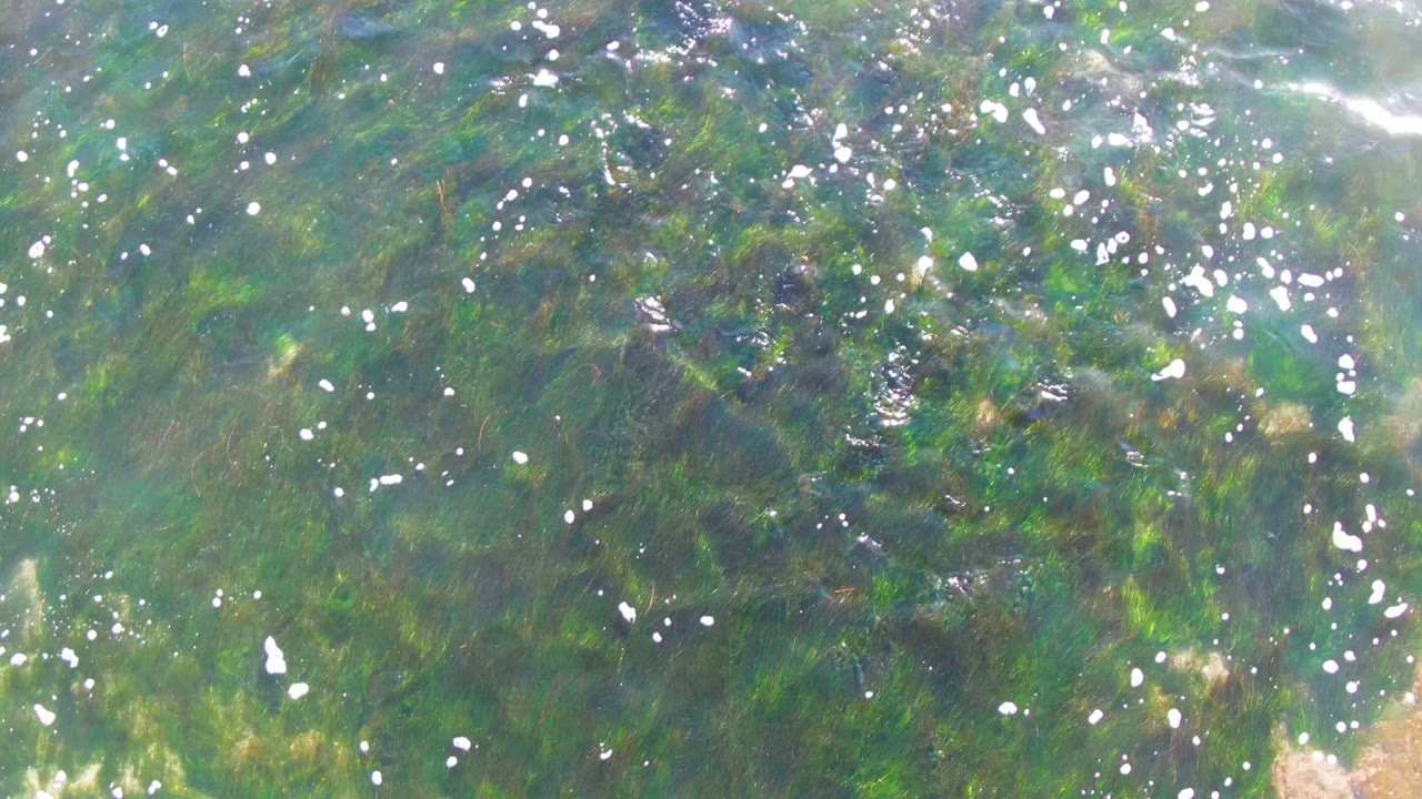 Clear shallow water in La Bocana, Baja California Sur, with green seaweed below the surface, scattered white bubbles, bright glare, and no visible people.