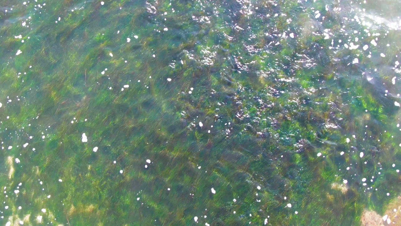 Rippling clear water over submerged green algae.