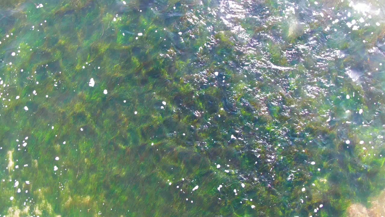 Sunlit shallow water in La Bocana shows green algae beneath shifting ripples, small white bubble clusters, and no visible people.