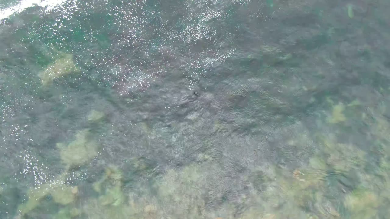 Overhead view of shallow rippling water in La Bocana, Baja California Sur, with green submerged vegetation and bright surface flecks, no visible people.