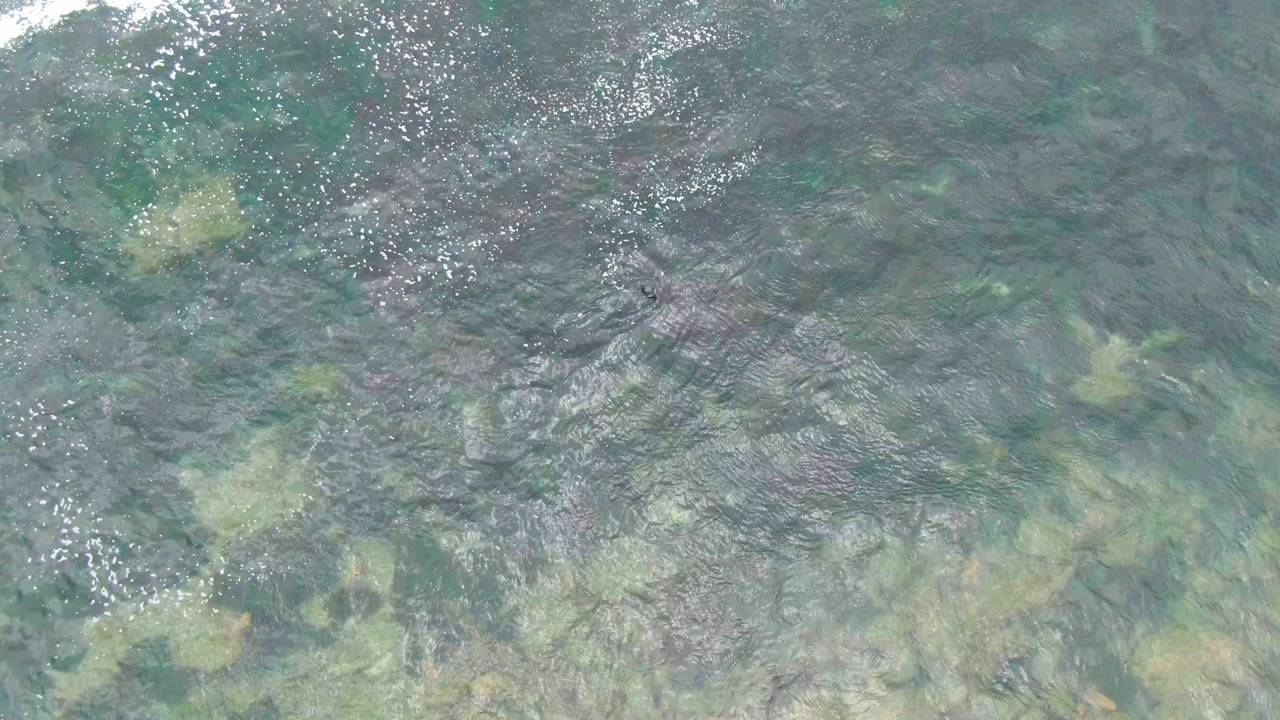 Green-blue water surface with pale vegetation below