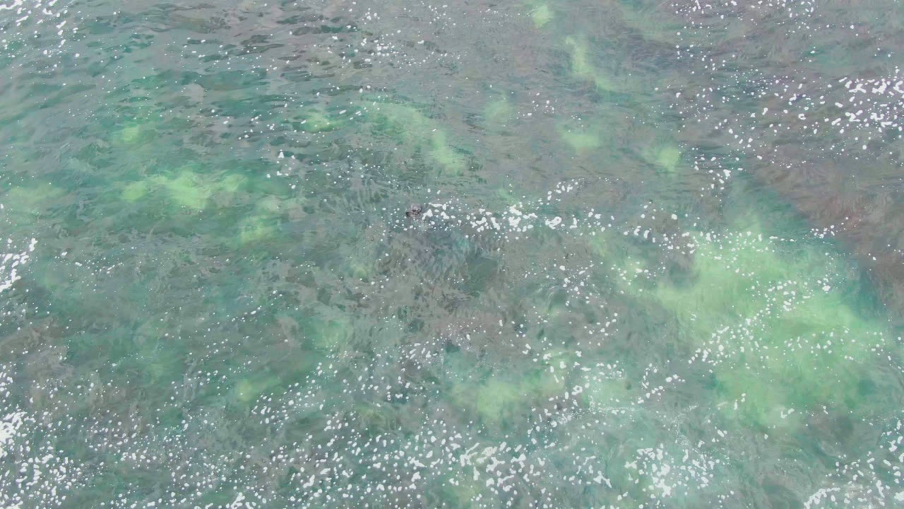 Clear rippled ocean surface with pale green underwater patches.