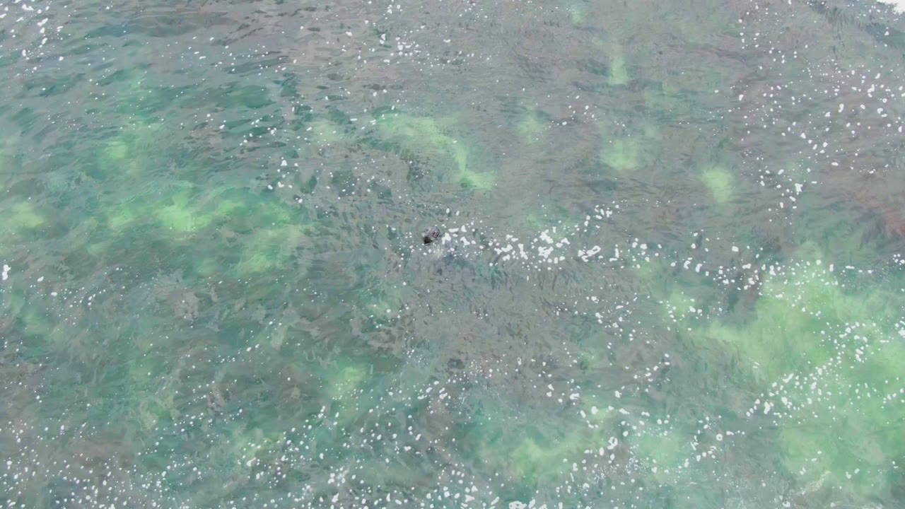 Overhead La Bocana shallows show green seabed patches and a small dark marine animal near the upper right area of the frame, with no visible people.