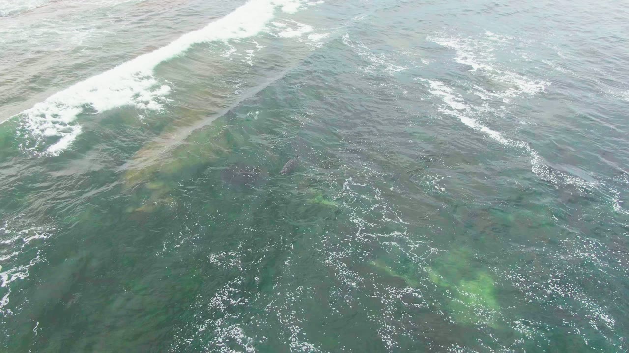 Whale body visible under rippled ocean water with foam crossing above.