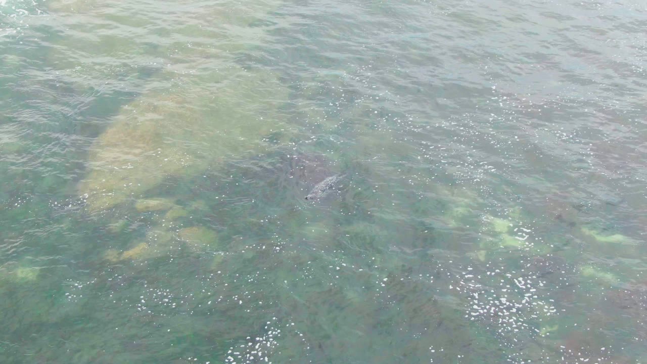 The pale submerged rock remains visible through the rippled La Bocana water as a small dark fish or animal shape appears to the right of the rock, with no visible people.