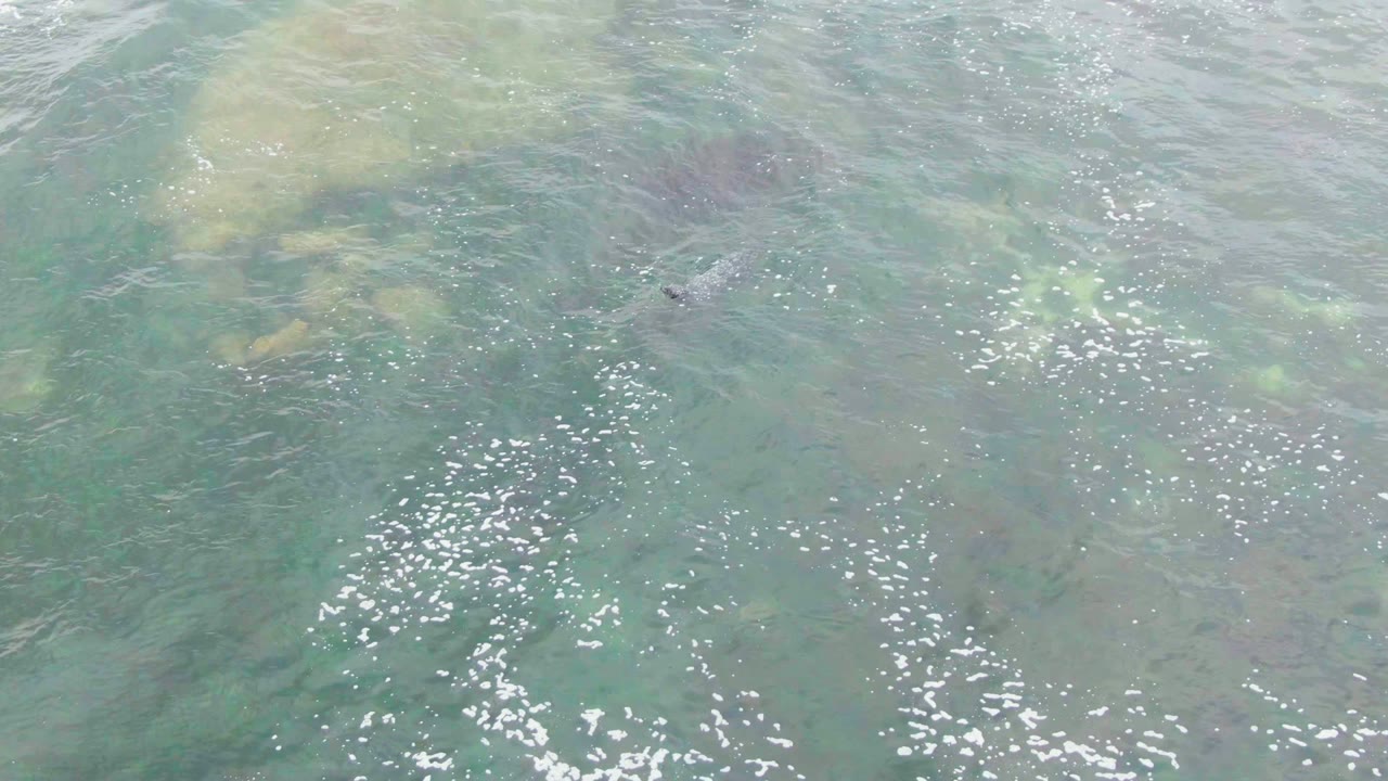 A sea turtle appears near the upper middle of clear shallow water at La Bocana, Baja California Sur, with pale underwater rocks, surface glare, and no visible people.