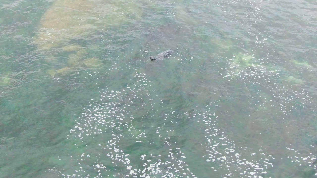 Sea turtle swimming across green-blue shallow water
