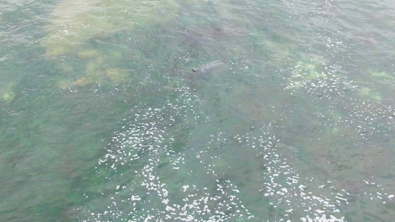 A small sea turtle remains visible near the upper right area of the frame over clear shallow water in La Bocana, with pale rock shapes and no visible people.