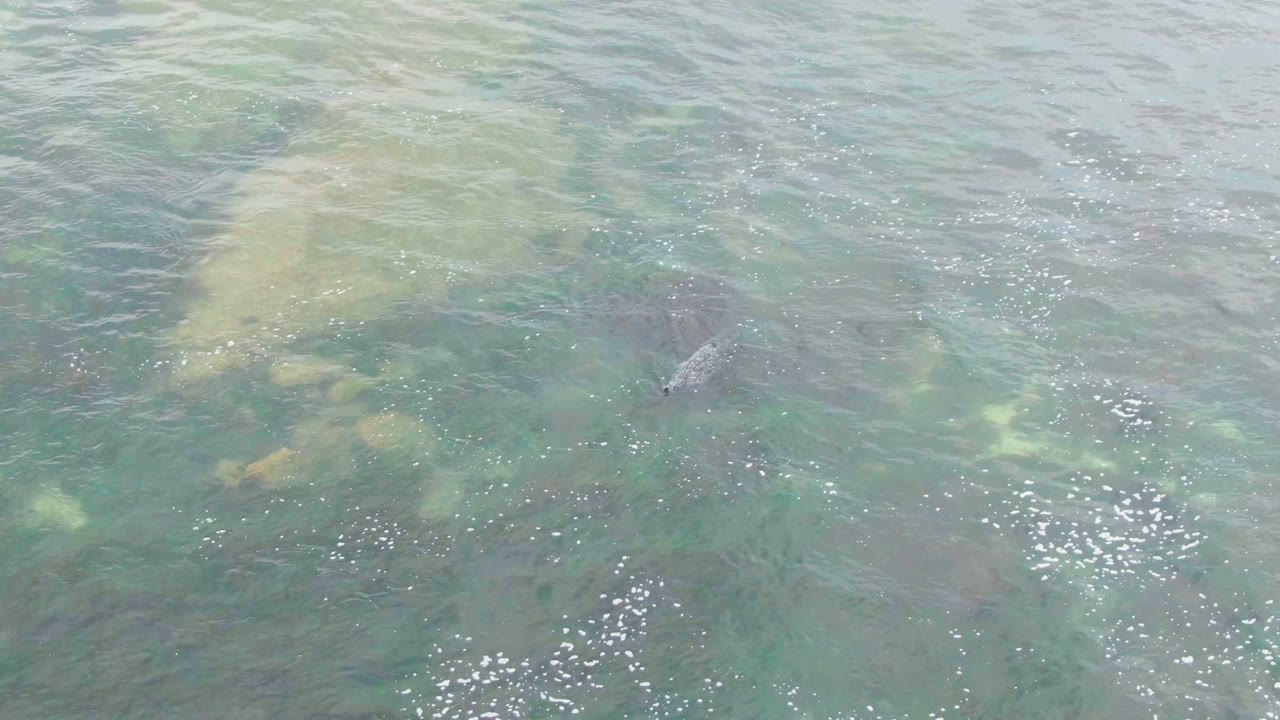Small dark fish visible beneath clear shallow water in La Bocana, Baja California Sur, with green algae patches, pale rocks, surface sparkle, and no visible people.