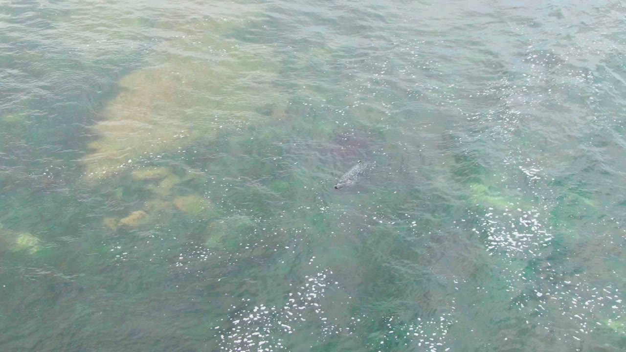 Fish under rippled turquoise water beside algae patches.