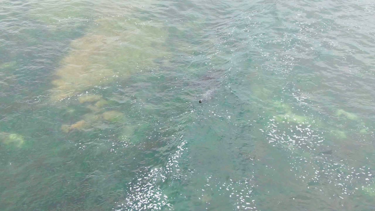 A small dark fish sits slightly right of center beneath clear water in La Bocana, Baja California Sur, with scattered algae patches and bright surface reflections, with no visible people.