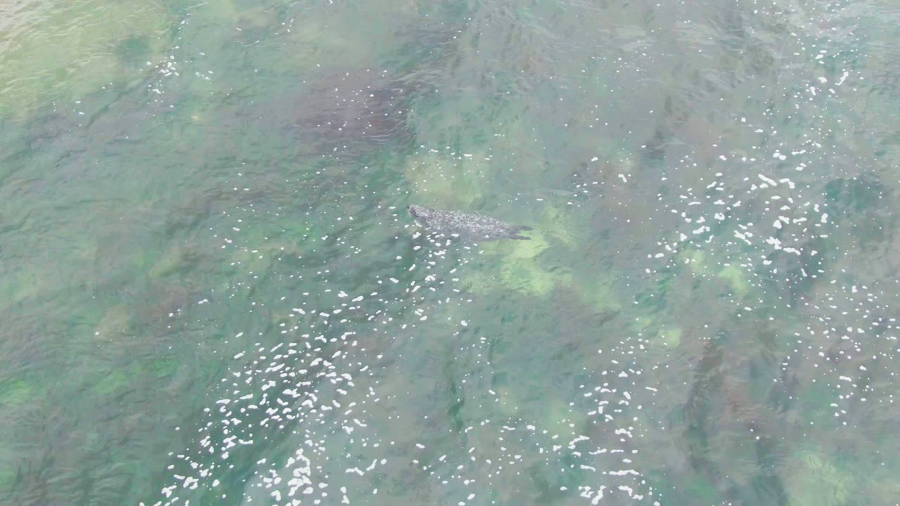 Overhead view in La Bocana, Baja California Sur, Mexico, with a crocodile near the upper left moving through pale green shallow water and no visible people.