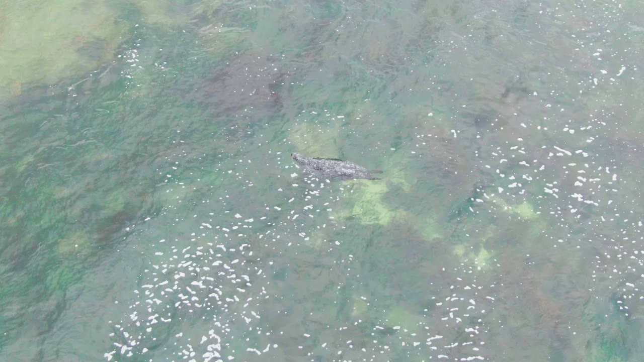 Crocodile under clear shallow water with bright ripple reflections nearby.