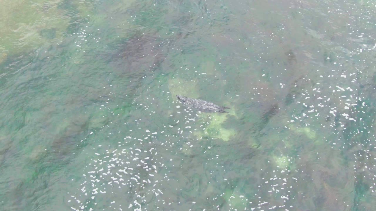 Overhead La Bocana view with the crocodile near the upper left, surrounded by mottled green algae, darker underwater patches, small reflections, and no visible people.