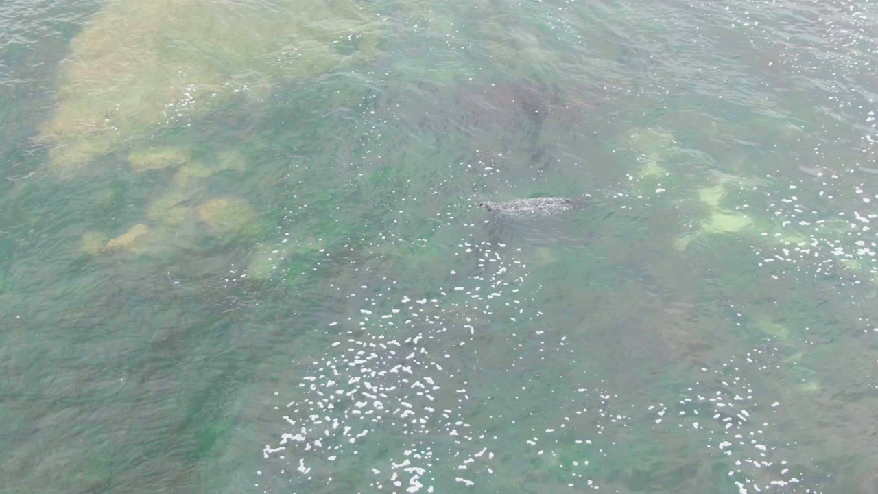 At 0:00, a small gray fish is visible near the upper center of clear shallow water in La Bocana, with green and brown underwater patches and no visible people.