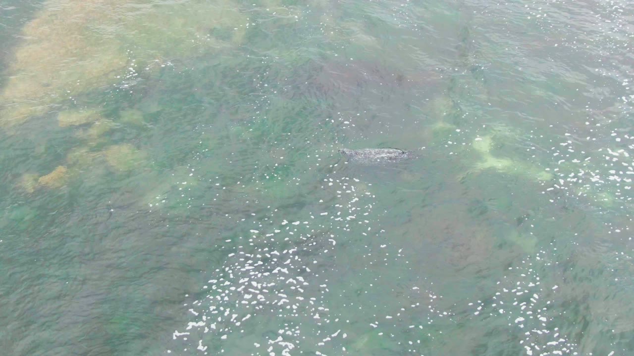 Small fish over green-blue water with bright surface reflections