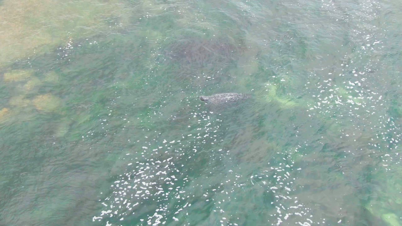 At 0:02, the fish appears near the upper middle of the overhead frame, crossing above pale green underwater patches in La Bocana with no visible people.