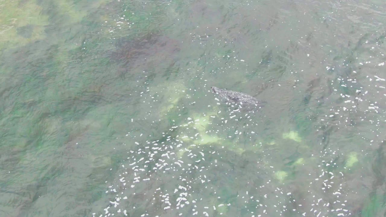 At La Bocana, Baja California Sur, a crocodile sits partly below pale green shallow water near scattered surface reflections, with no visible people.