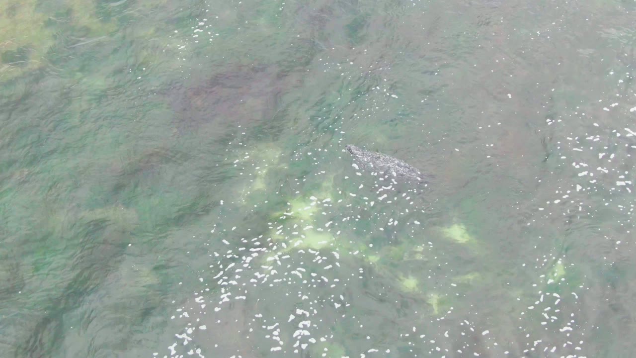 Crocodile under clear water beside algae and white surface sparkles.