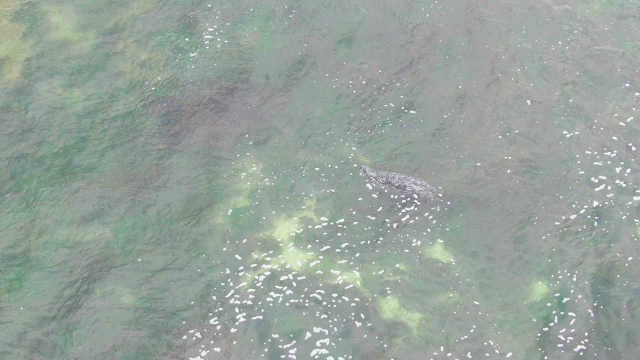 At La Bocana, Baja California Sur, the crocodile is seen from above in shallow green water with yellow-green algae patches and scattered white reflections, with no visible people.