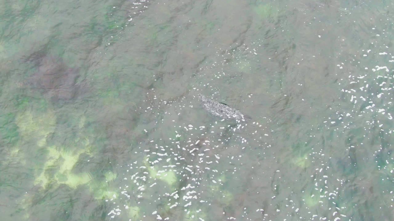 Overhead view of a crocodile in shallow green water at La Bocana, Baja California Sur, with bright surface reflections and no visible people.