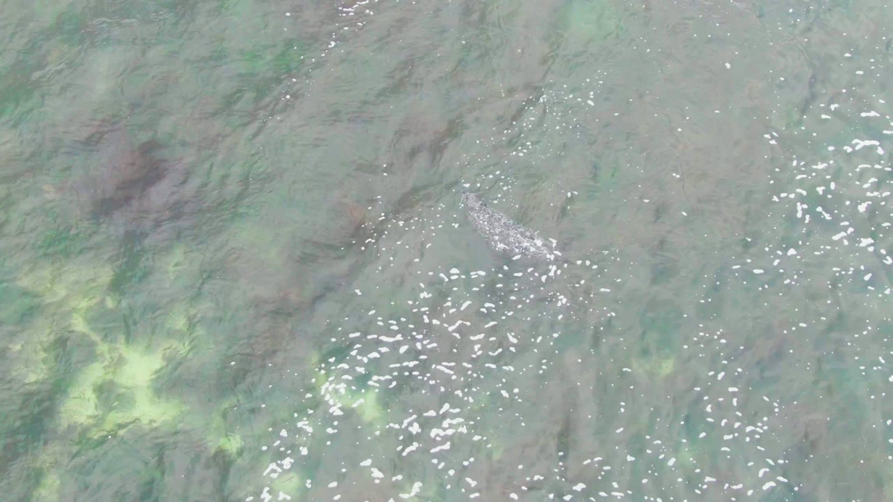 A crocodile appears near the upper area of the frame in pale shallow water at La Bocana, with green algae clouds, white glints, and no visible people.