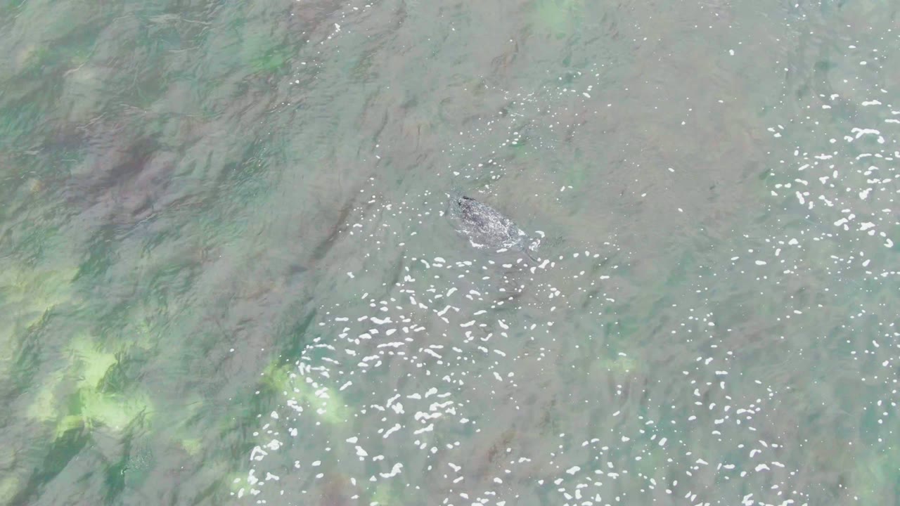 The crocodile is visible from above in La Bocana's shallow water, with a larger yellow-green algae area below it and no visible people.