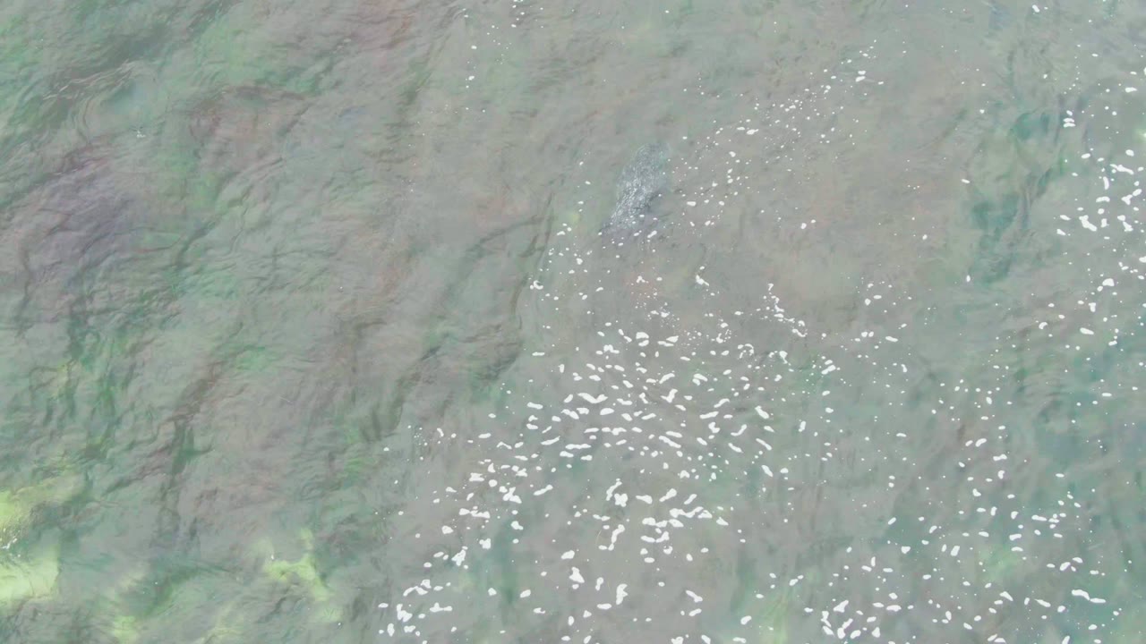 Overhead view of pale green and brown shallow water in La Bocana, Baja California Sur, with clustered white sunlight glints and no visible people.