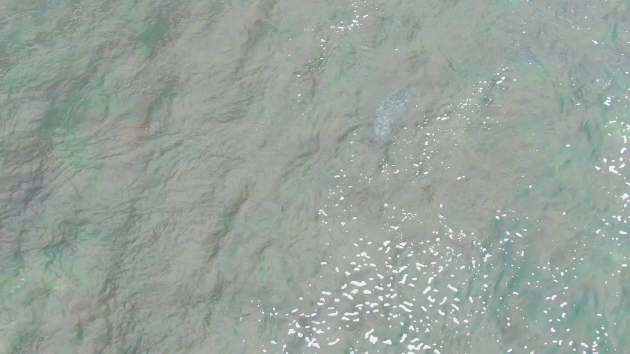 Overhead La Bocana water texture with scattered white sun flecks, translucent green water, and darker submerged streaks visible beneath the surface, with no visible people.