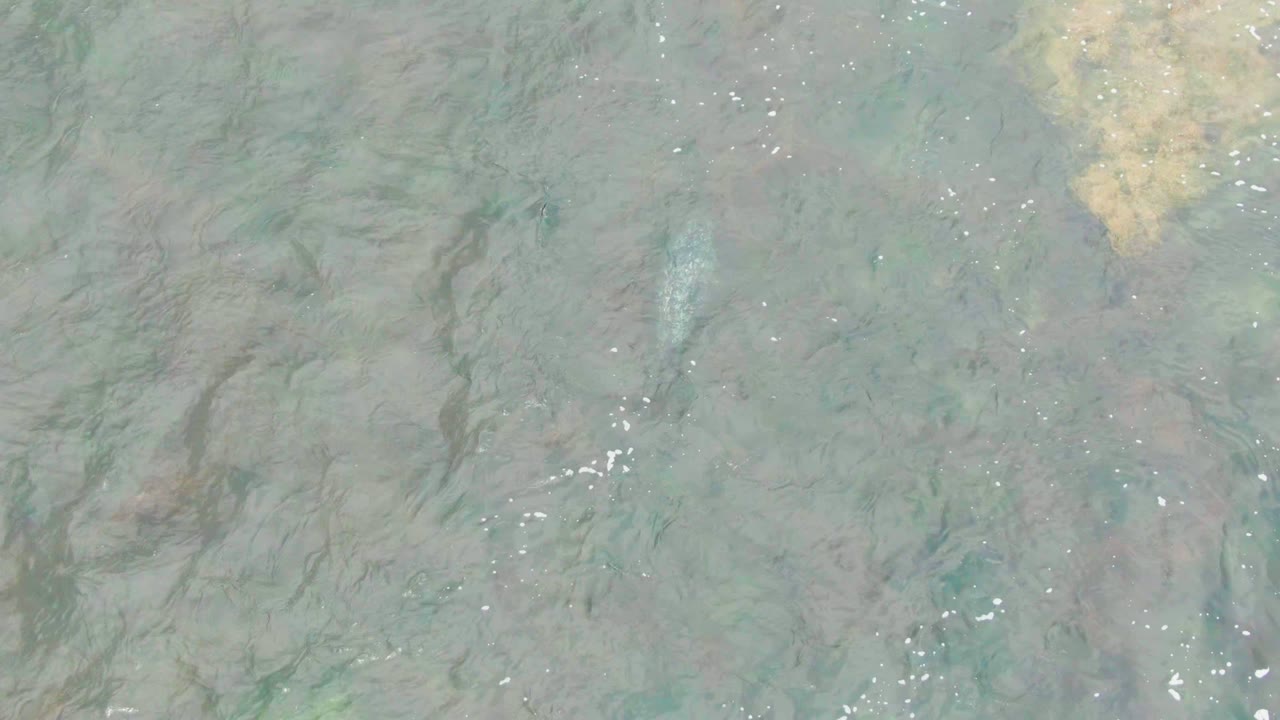 Top-down view of shallow clear water in La Bocana, Baja California Sur, with muted green-brown seabed texture, small sun glints, and no visible people.