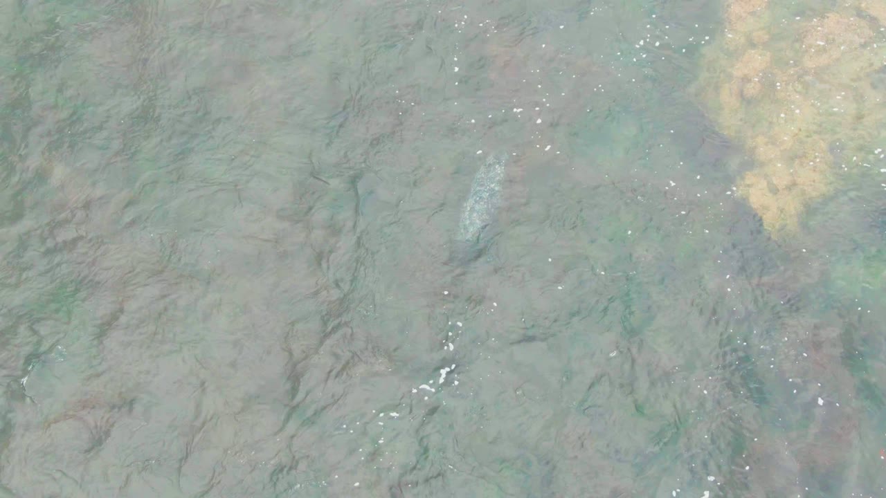 Clear shallow water with pale algae patches and scattered highlights.