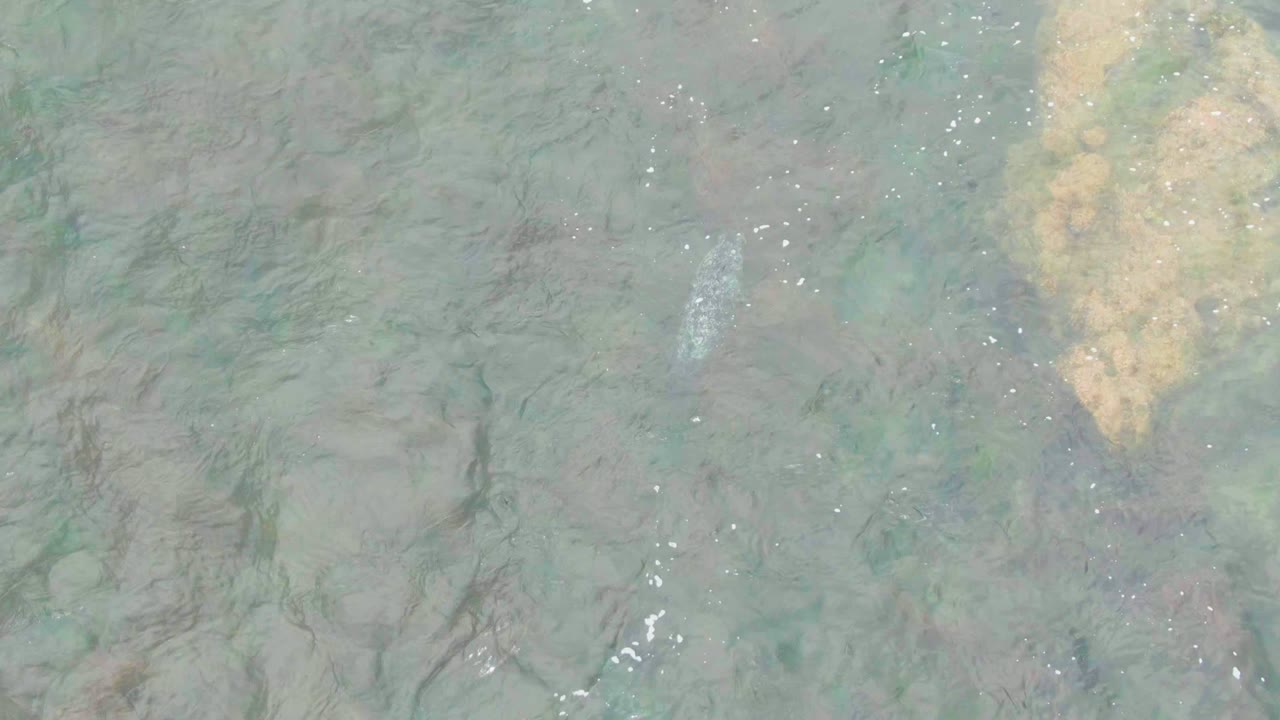 Top-down La Bocana water frame with a faint small fish shape among green-brown seabed tones, bright surface sparkles, and no visible people.