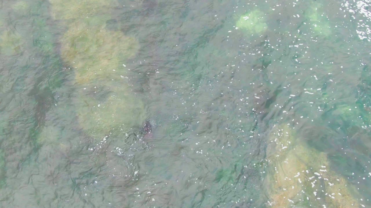 Shallow La Bocana water fills the frame with muted green algae patches, darker underwater streaks, scattered white highlights, and no visible people.
